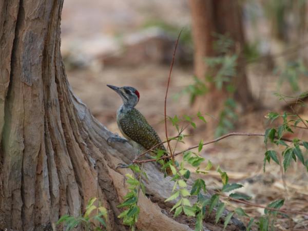 Gambia birdwatching and wildlife tour
