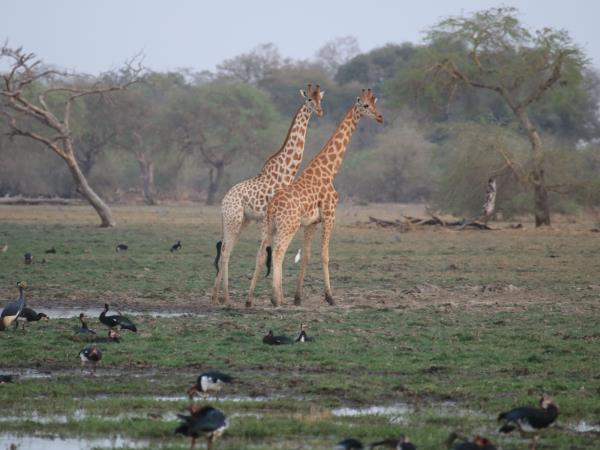 Ethiopia safari holiday, the other great migration