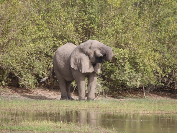 Ethiopia safari holiday, the other great migration