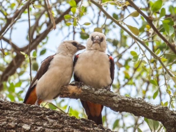 Serengeti migration safari in Tanzania