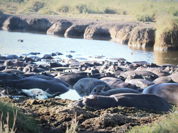 Serengeti migration safari in Tanzania