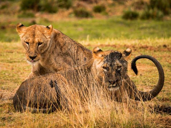 Serengeti migration safari in Tanzania