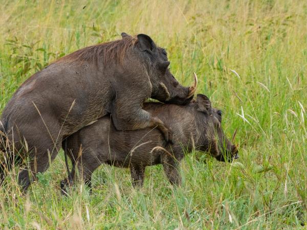 Tanzania tour with Kilimanjaro and Zanzibar