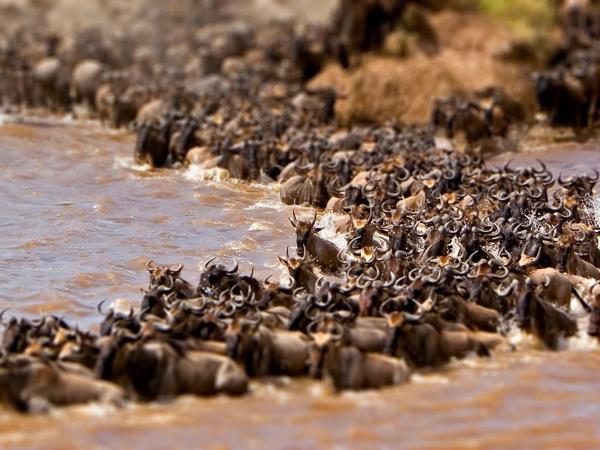 Serengeti migration safari in Tanzania