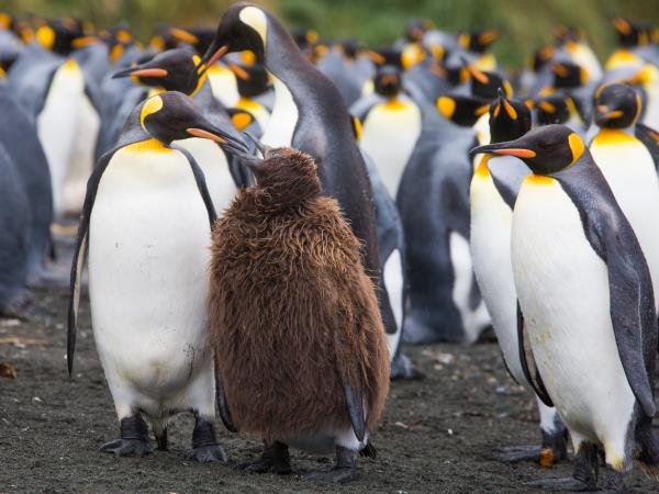 New Zealand and islands bird watching cruise