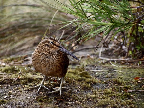 New Zealand and islands bird watching cruise