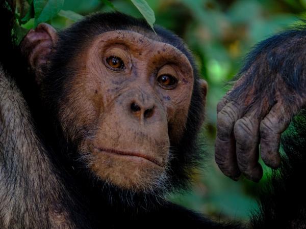 DR Congo primate safari holiday