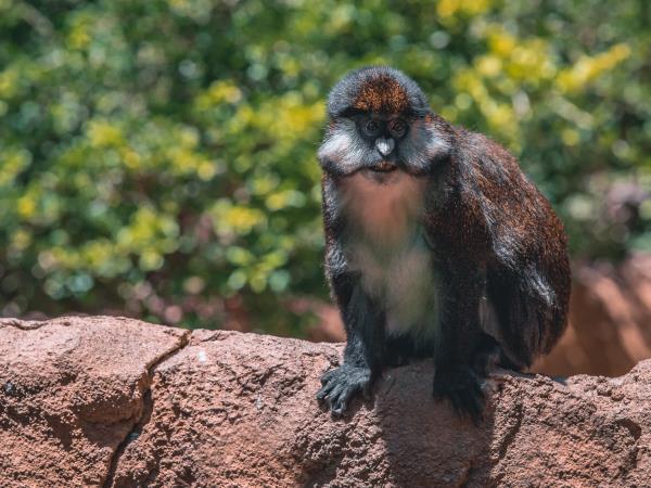 Equatorial Guinea primate tour