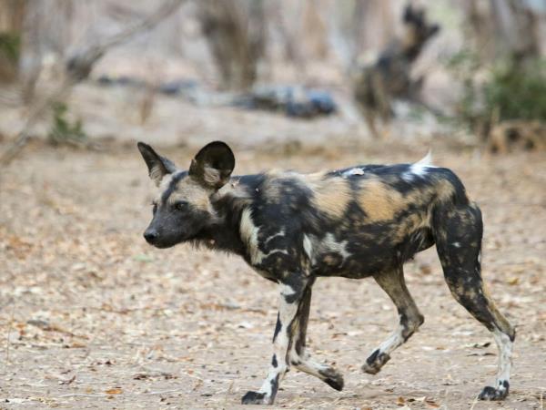 Zimbabwe private safari in Mana Pools
