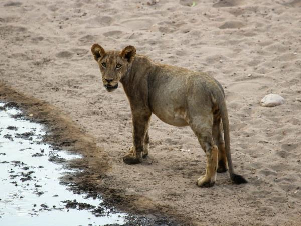Zimbabwe private safari in Mana Pools