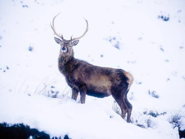 Cairngorms wildlife winter adventure