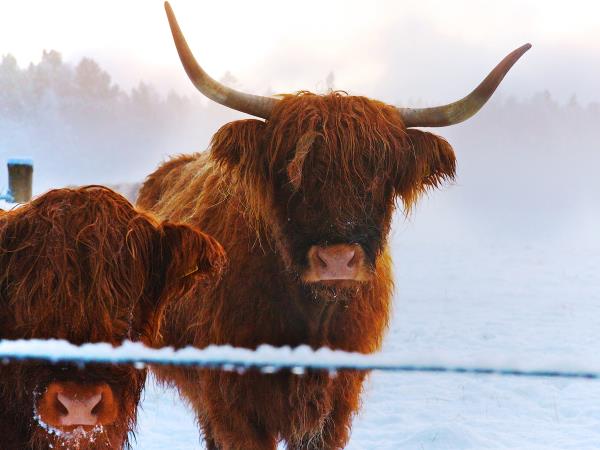 Cairngorms wildlife winter adventure