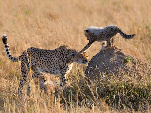 Kenya & Tanzania holiday, East Africa highlights