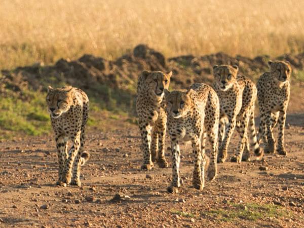Kenya and Tanzania small group safari holiday