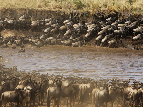 Masai Mara safari and beach holiday, Kenya