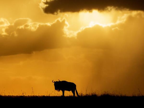 Kenya safari with a beach stay