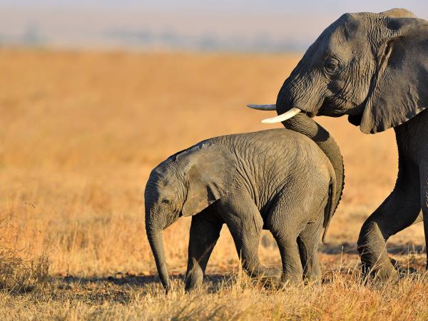 Kenya safari with a beach stay