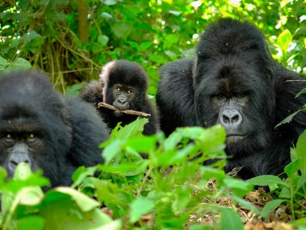 Gorilla trekking in Uganda and Rwanda