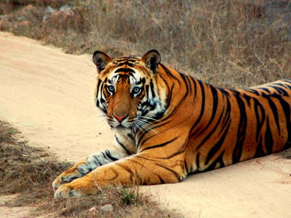 India big cat safari, tailor made