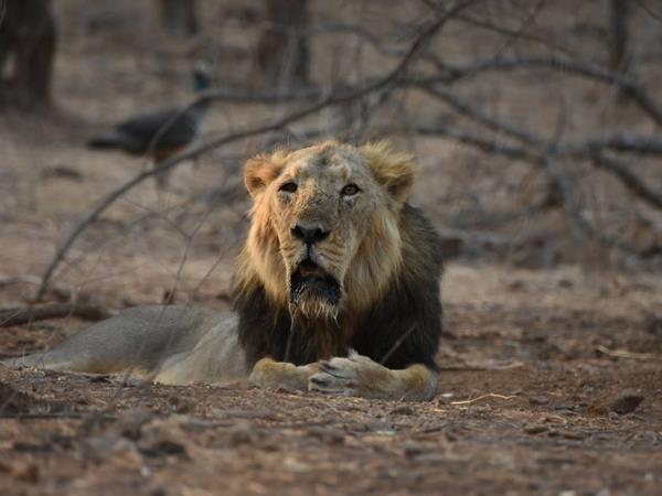 India big cat safari, tailor made