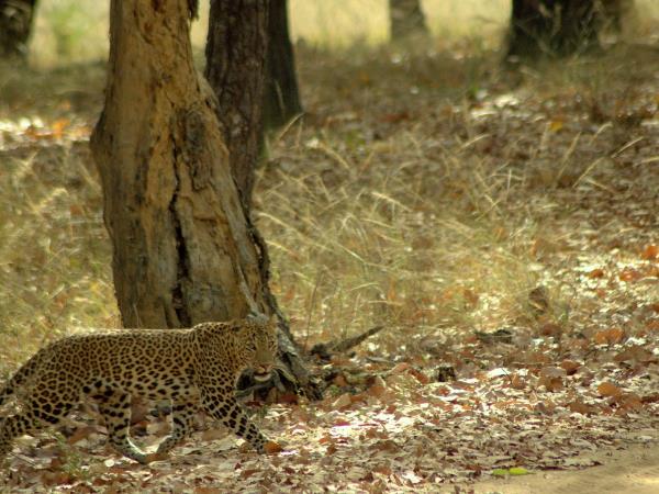 India big cat safari, tailor made
