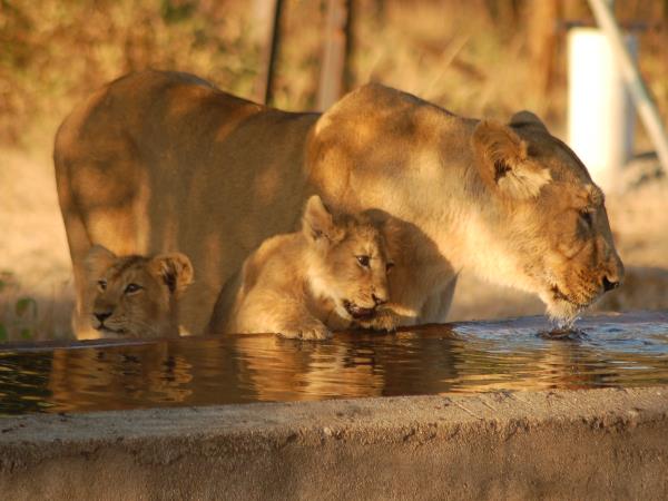 India big cat safari, tailor made