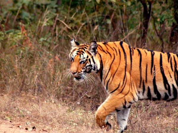 India big cat safari, tailor made
