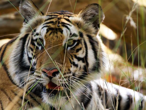 India tiger safari and wildlife tour