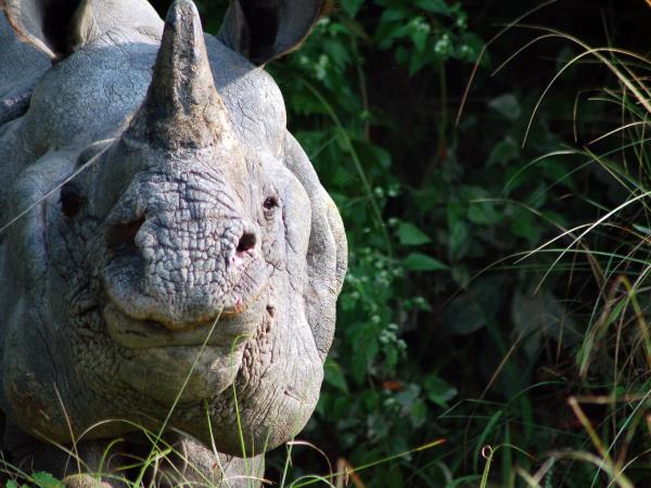 India tiger safari and wildlife tour