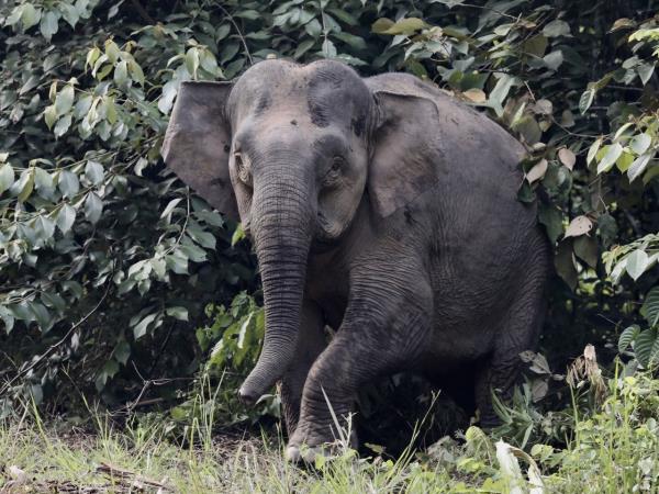 India tiger safari and wildlife tour