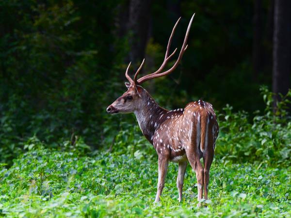 India tiger safari and wildlife tour
