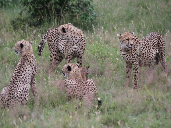 Serengeti holiday in Tanzania, the big five