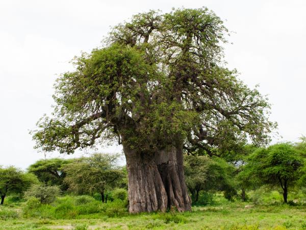 Tanzania on a budget, 4 day tour