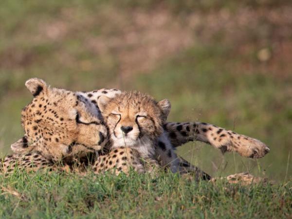 Tanzania Northern Circuit luxury safari