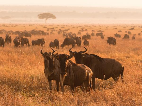 Tanzania Luxury safari holiday