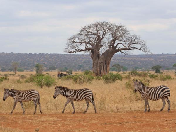 Tanzania safari holiday in the Serengeti