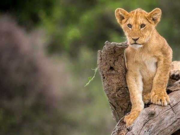 Tanzania safari holiday in the Serengeti