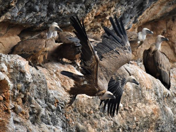 Central Pyrenees walking and wildlife holiday