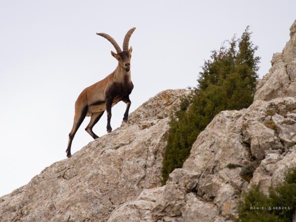 Central Pyrenees walking and wildlife holiday