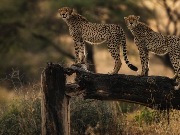 Tanzania luxury safari and beach holiday
