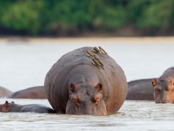 Tanzania luxury safari and beach holiday