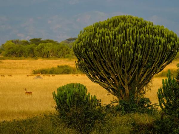 Western Uganda wildlife tour