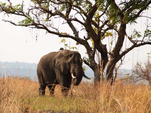 Western Uganda wildlife tour