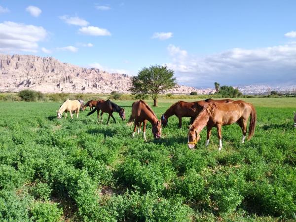 Argentina horseriding holiday in Calchaqui Valley