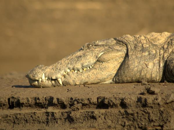 India tiger safari and wildlife tour