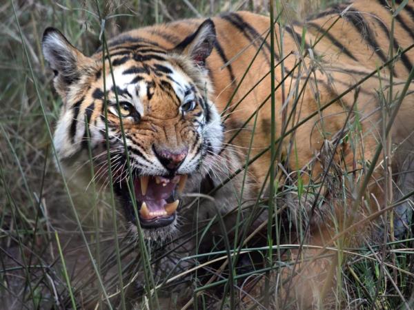 India specialist tiger safari tour, 3 weeks