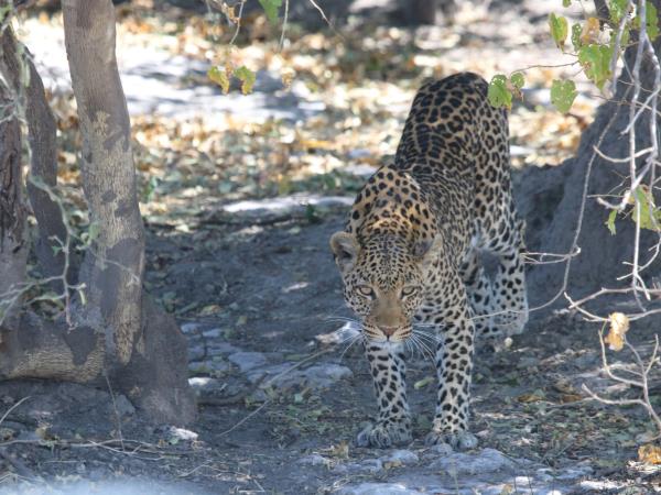 Botswana luxury small group safari holiday