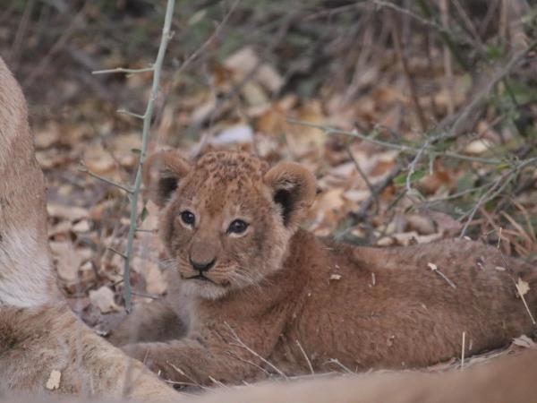 Botswana luxury small group safari holiday