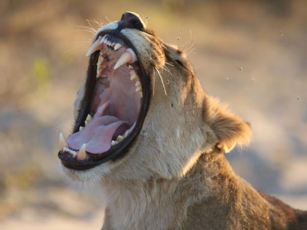 Botswana luxury small group safari holiday