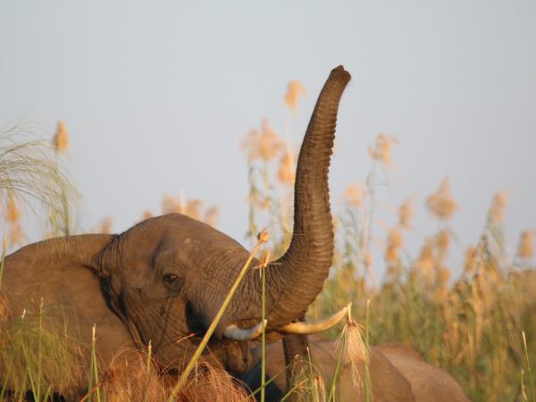 Botswana luxury small group safari holiday